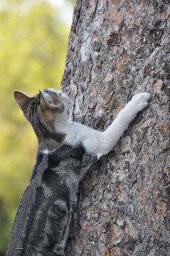 Gato a trepar &aacute;rvore