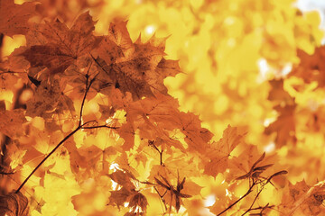 abstract autumn fall background leaves yellow nature october wallpaper seasonal