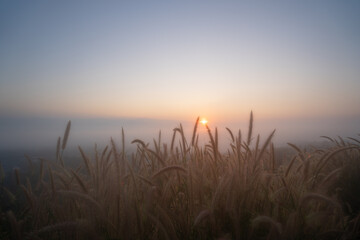 Close-up of beautiful long golden grass flowers field along the rural hills with blurred distant mountain scenery and a soft dull blue and golden sky in the background on a quiet sunset or sunrise.