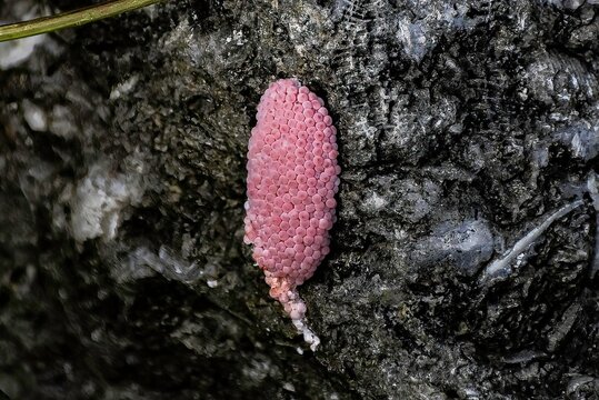 cluster of pink snail eggs in Everglades National Park