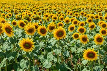 Sunflower Field. Beautiful sunflowers on sunny summer day..