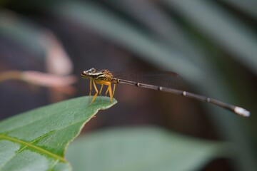 dragonfly and leaves