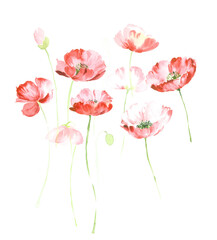 Flowers watercolor illustration.Manual composition.Big Set watercolor elements，Design for textile, wallpapers，Element for design,Greeting card