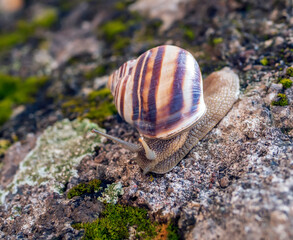 Grape snail is crawling over a stone. Close-up.