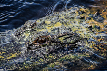 Alligator looks at camera while covered in algae