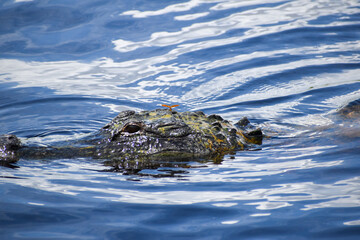 Alligator looks at camera while covered in algae