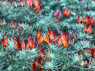 Fire flowers botanical gardens Sydney