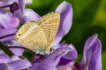 Lampides boeticus, small orange butterfly on lilac flower with green background.