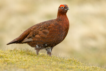 Red Grouse male in Springtime with flared red eyebrows.  Facing right in natural moorland habitat.  Close up.  Scientific name: Lagopus Lagopus.  Horizontal.  Space for copy.  Clean background.
