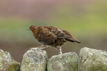 Red Grouse male walking along the top of a drystone wall with lichen.  Facing left.  Clean, blurred background. Scientific name: Lagopus Lagopus.  Horizontal.  Space for copy.