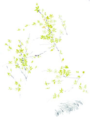 Flowers watercolor illustration.Manual composition.Big Set watercolor elements，Design for textile, wallpapers，Element for design,Greeting card