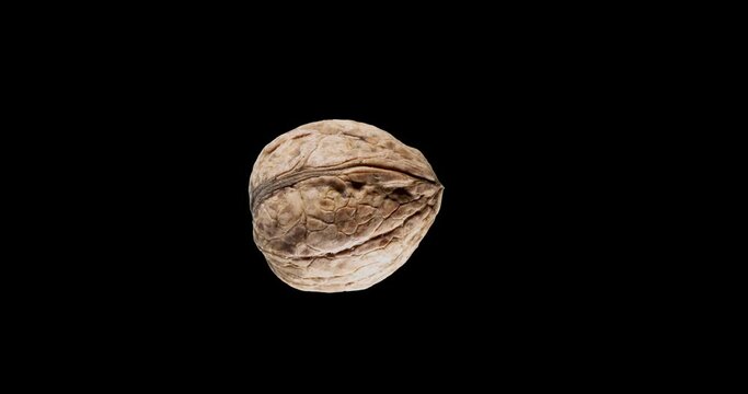 One walnut slowly rise and fall against on a black background. Slow motion 300 fps. 