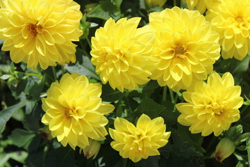 closeup of beautiful yellow dahlia