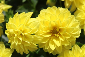 closeup of beautiful yellow dahlia