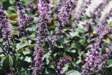 closeup bee on beautiful lavender