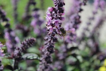 closeup bee on beautiful lavender