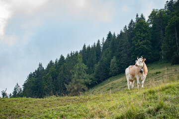 Obraz premium Beautiful swiss cows. Alpine meadows. Mountains. 
