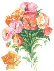 Flowers watercolor illustration.Manual composition.Big Set watercolor elements，Design for textile, wallpapers，Element for design,Greeting card