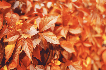 Fall banner. Beautiful autumn yellow and golden red foliage in golden sun. Falling leaves natural background landscape. copy space, selective focus. Full frame