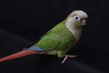 Baby Green-Cheeked Conure on black background.