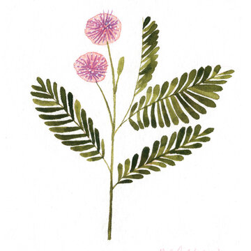 Makahiya
