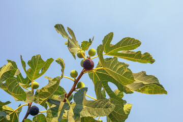 Autumn. Branch of  fig tree with leaves and fruits against sky