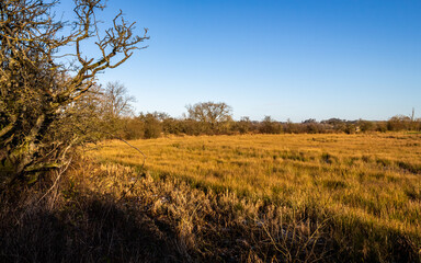 Fototapeta premium Winter sun shining on a tree lined marshland on Threave Estate in Scotland