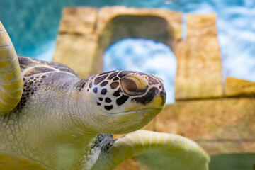 Cheerful turtle under human supervision. Helping wild animals.