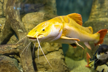 Large yellow fish in the Kazan Aquarium. Tourist places of Kazan. The redtail catfish,...