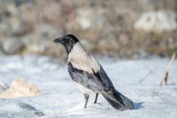 crow on the snow