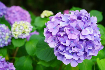 鮮やかに魅了する紫陽花