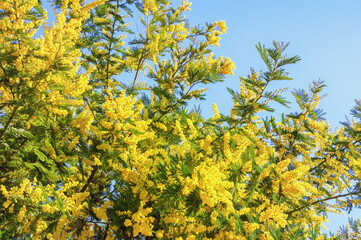 Spring flowers. Branches of Acacia dealbata tree with bright yellow flowers against blue sky on sunny day