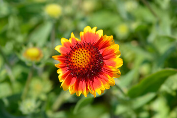 Great blanket flower