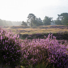 Fototapeta na wymiar colorful purple heather and pine trees on heath near zeist in the netherlands