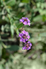 Obraz premium Slender vervain