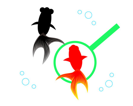 1 8 Best 金魚すくい Images Stock Photos Vectors Adobe Stock