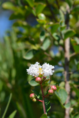 Crepe myrtle White Sensation