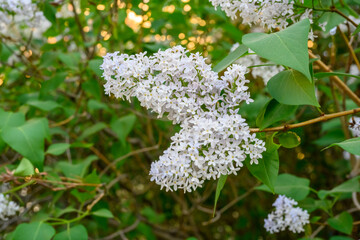 Blooming spring flowers. Beautiful flowering flowers of lilac tree. Spring concept. The branches of lilac on a tree in a garden.