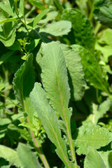 Japanese pincushion flower