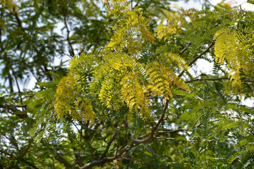 Thornless Honey locust