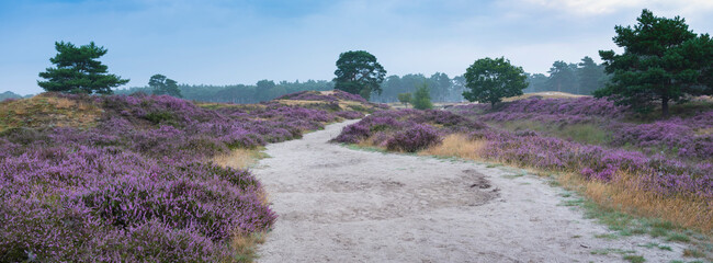 colorful purple heather  and pine tree on heath near zeist in the netherlands - obrazy, fototapety, plakaty