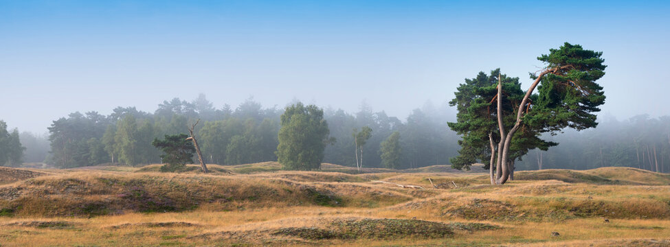 pine trees under blue sky on the moor between zeist and driebergen in dutch province of utrecht in the netherlands