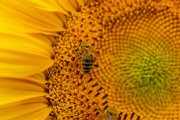 close up of a sunflower with a bee 