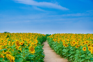 path in the field of sunflowers