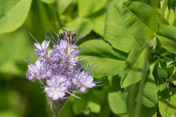 blühende Phacelia auf einem Feld
