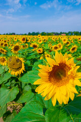 Fototapeta premium field of sunflowers 