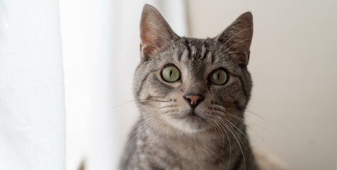 じっと見る猫　サバトラ猫