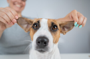 The woman holds the ears of the dog Jack Russell Terrier and pulls it in different directions