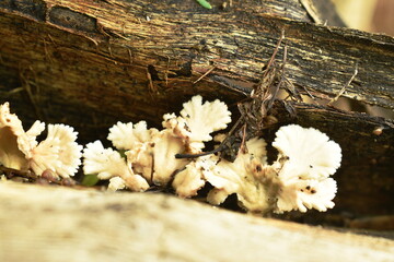 fungus mushroom bunch growing from decay log on ground in forest