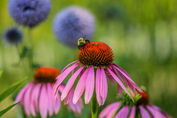 Bee on a Flower